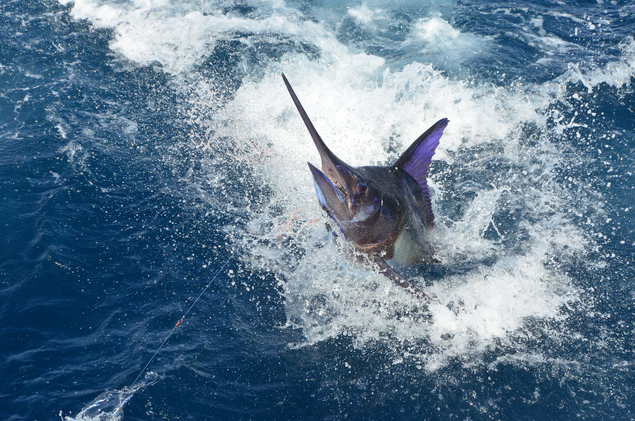 Nosy be sport fishing sword fish